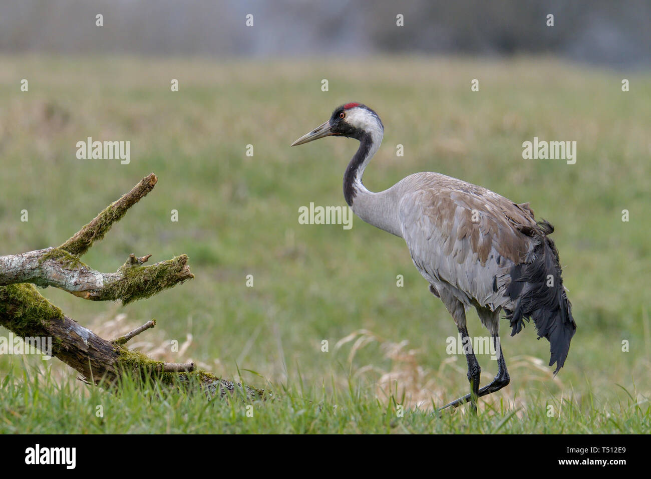 Grue cendrée, Grus grus, grand oiseau gris Banque D'Images