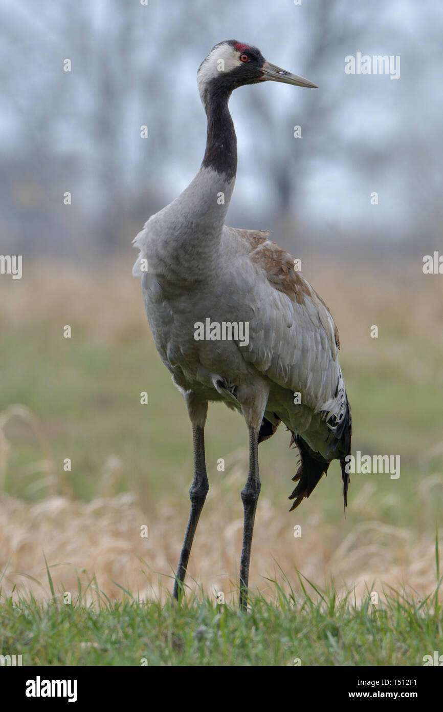 Grue cendrée, Grus grus, grand oiseau gris Banque D'Images