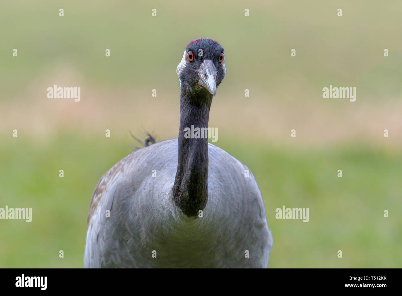 Grue cendrée, Grus grus, grand oiseau gris Banque D'Images