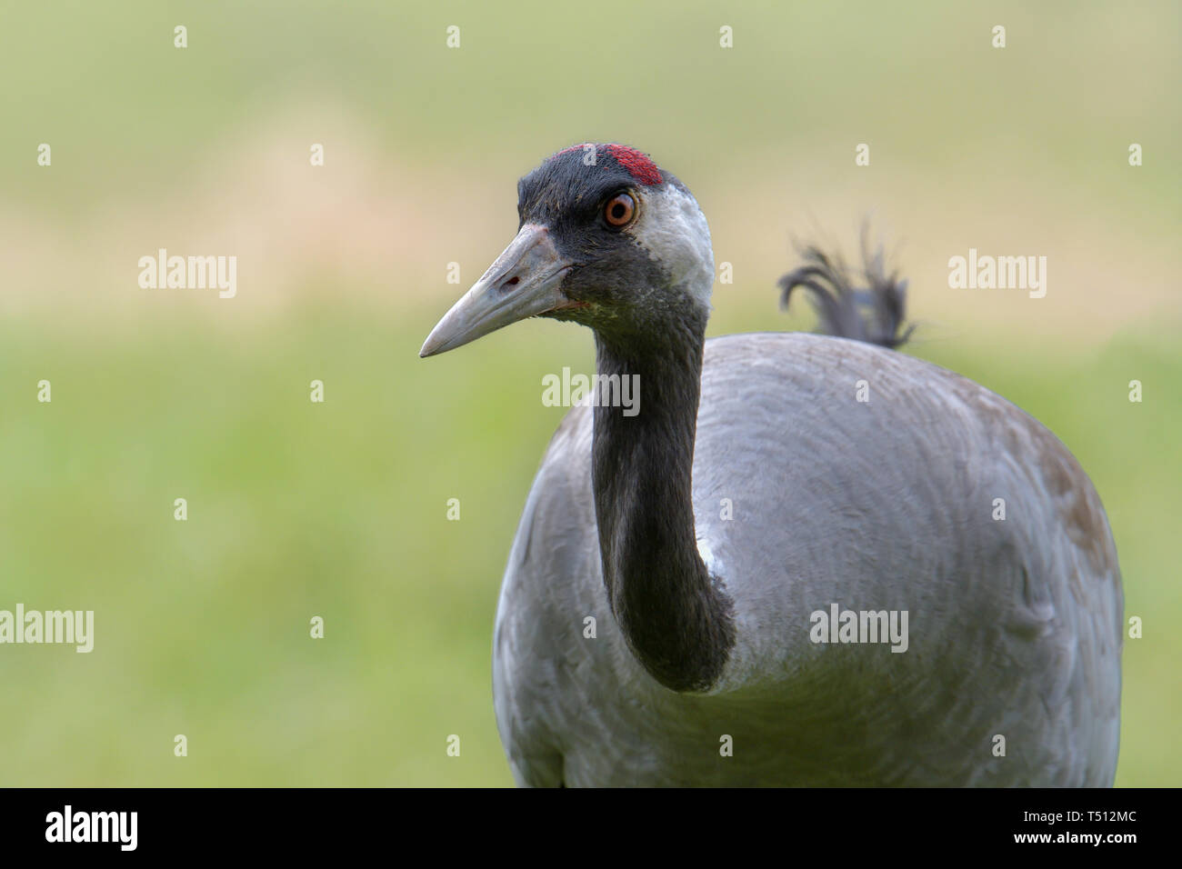 Grue cendrée, Grus grus, grand oiseau gris Banque D'Images