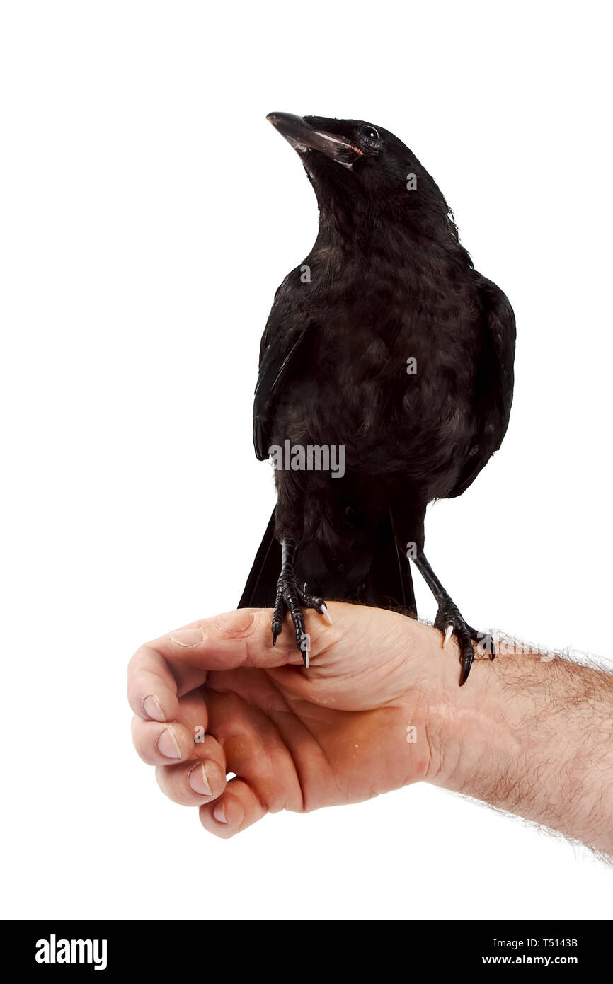 L'oiseau noir est assis sur une main sur un fond blanc. Banque D'Images