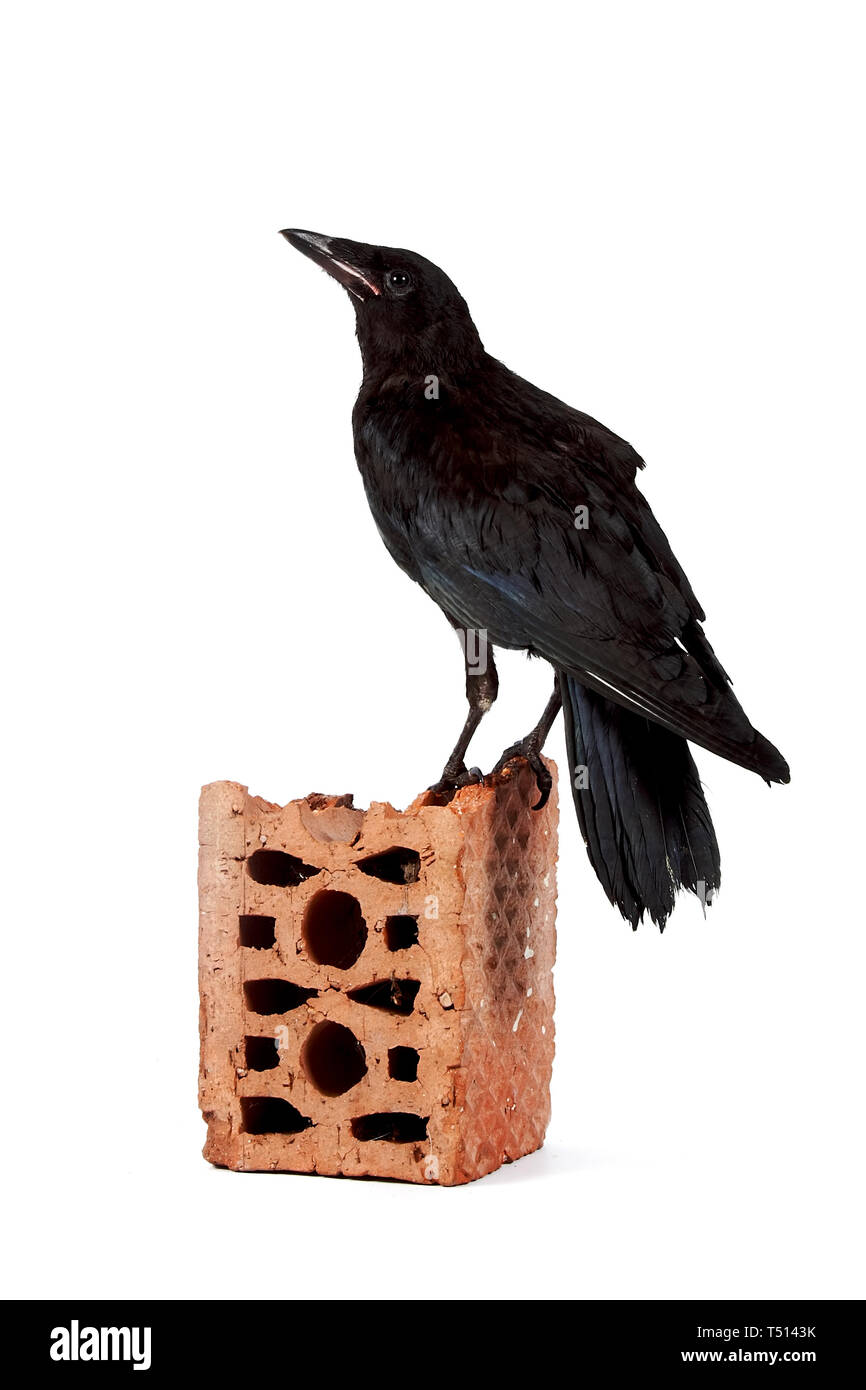 Oiseau Noir sur un fragment de brique sur un fond blanc Banque D'Images