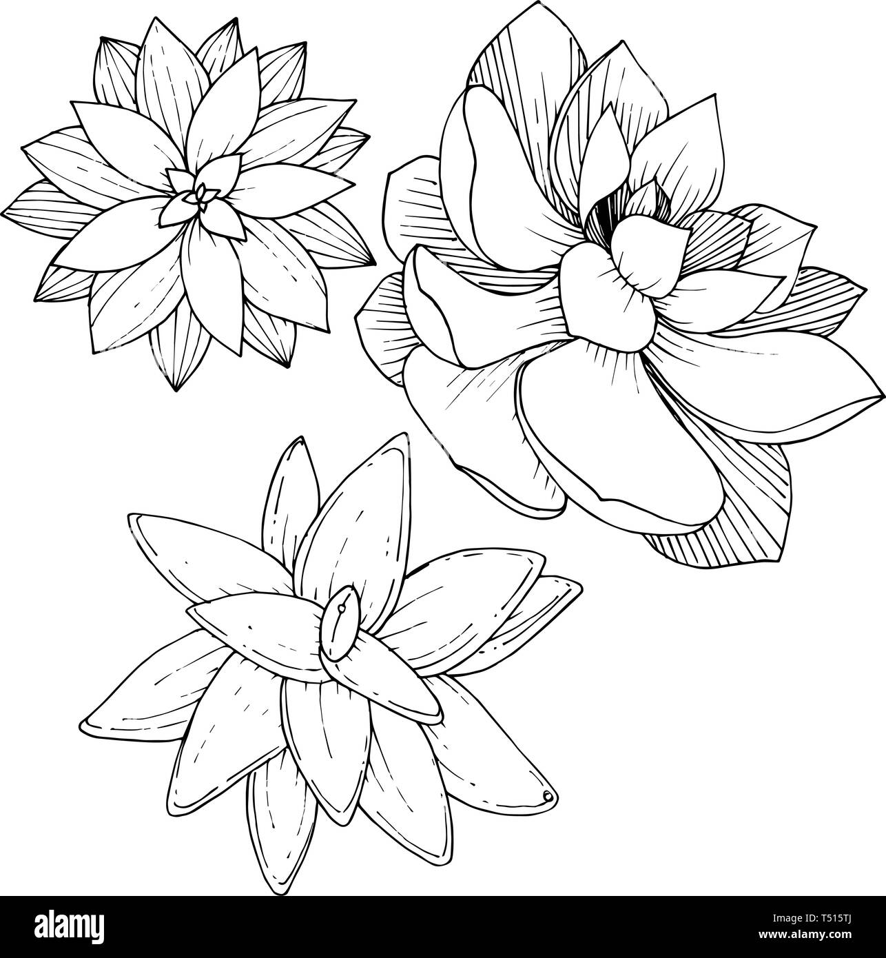 Vector floral fleur botanique succulentes. Gravée en noir et blanc L'art de l'encre. élément illustration succulentes isolés Illustration de Vecteur