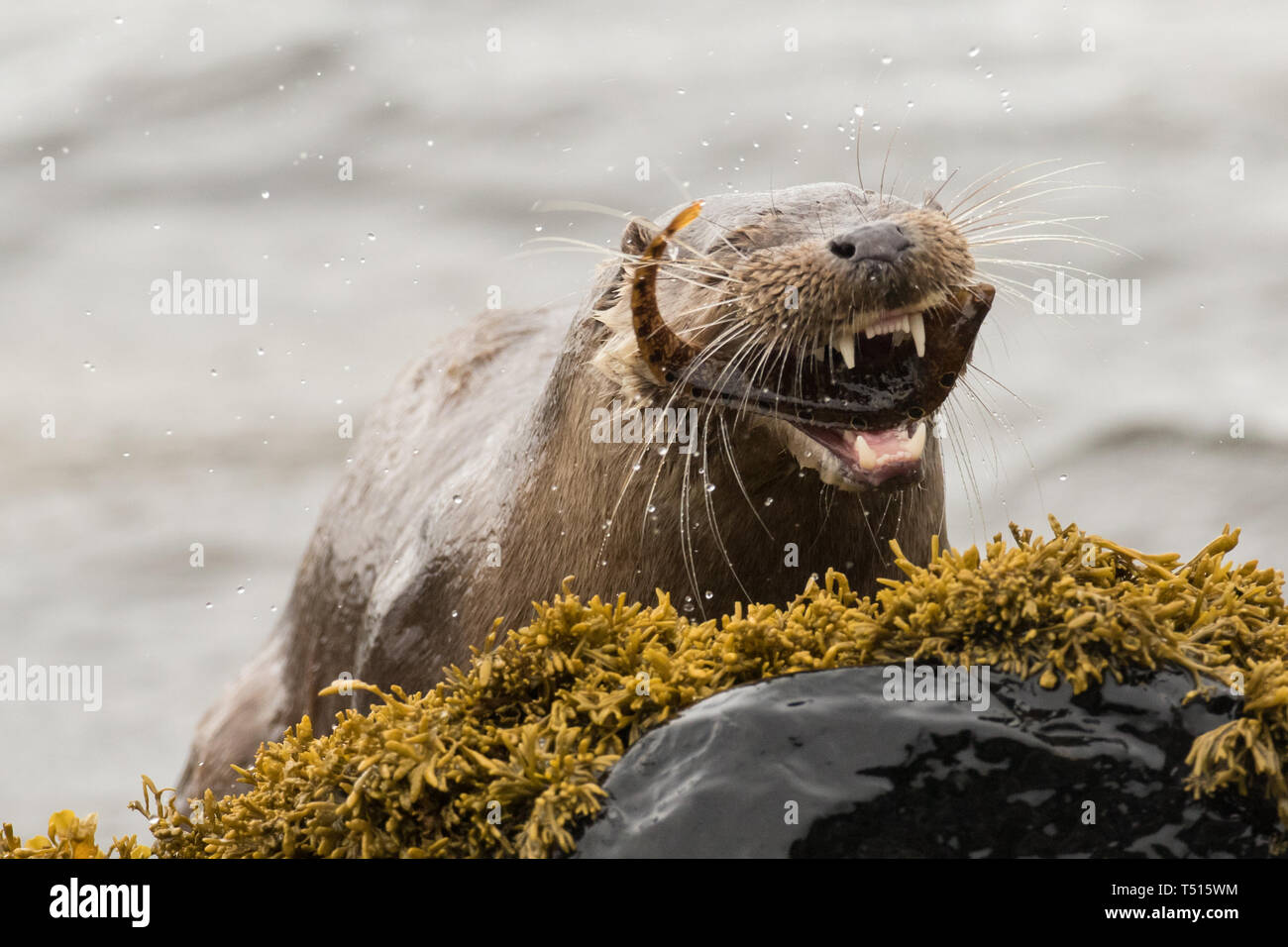 Otter de manger du poisson avec une 'smile' Banque D'Images