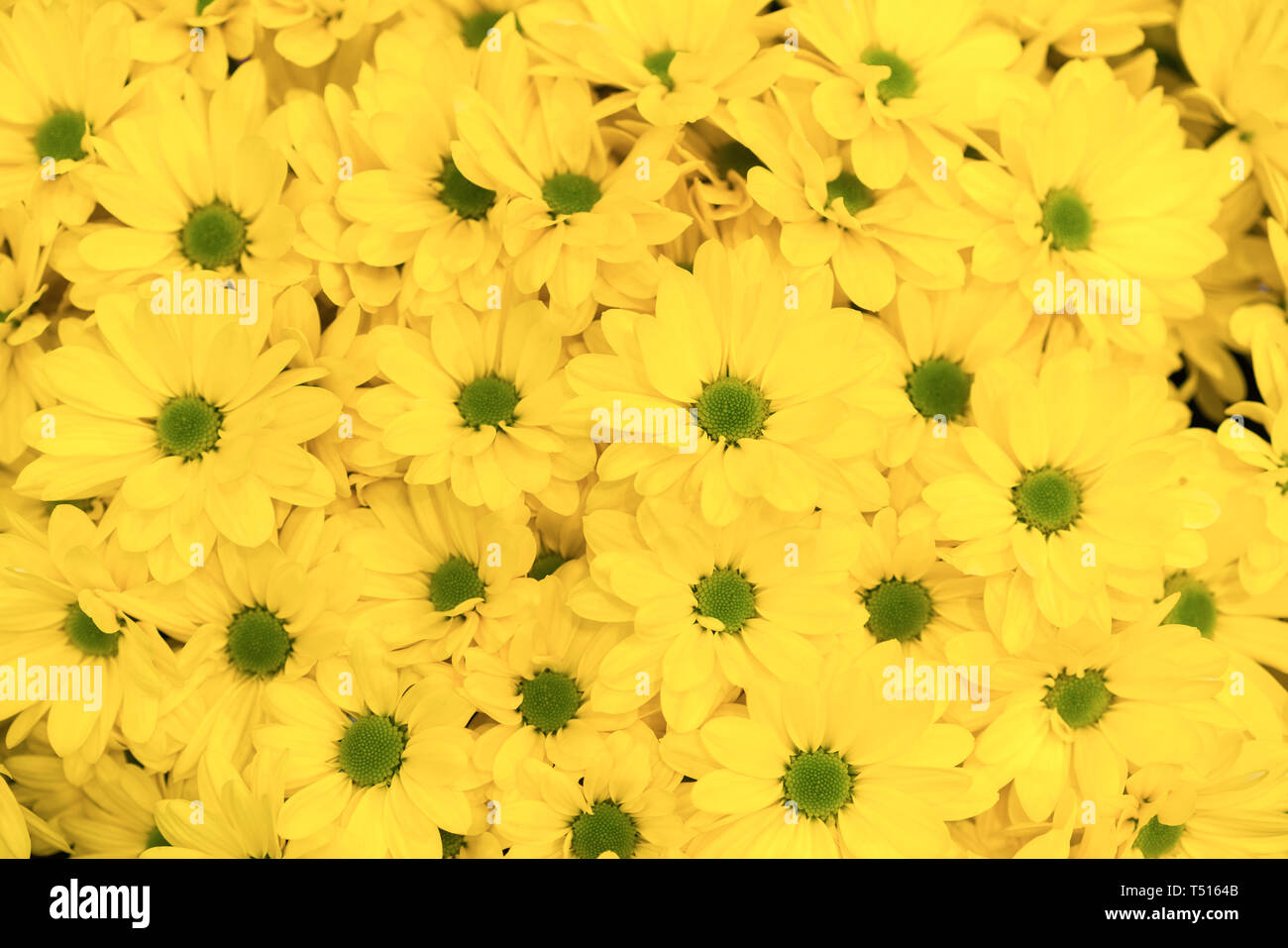 Ellow flowers background. Chrysanthèmes jaunes fleurs daisy motif fleur. Banque D'Images