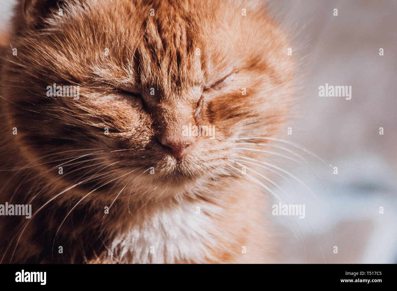 Portrait D Un Chat De La Rue Les Sans Abri Lonely Cat Triste Et Malheureux Chat Les Chats Domestiques Photo Stock Alamy