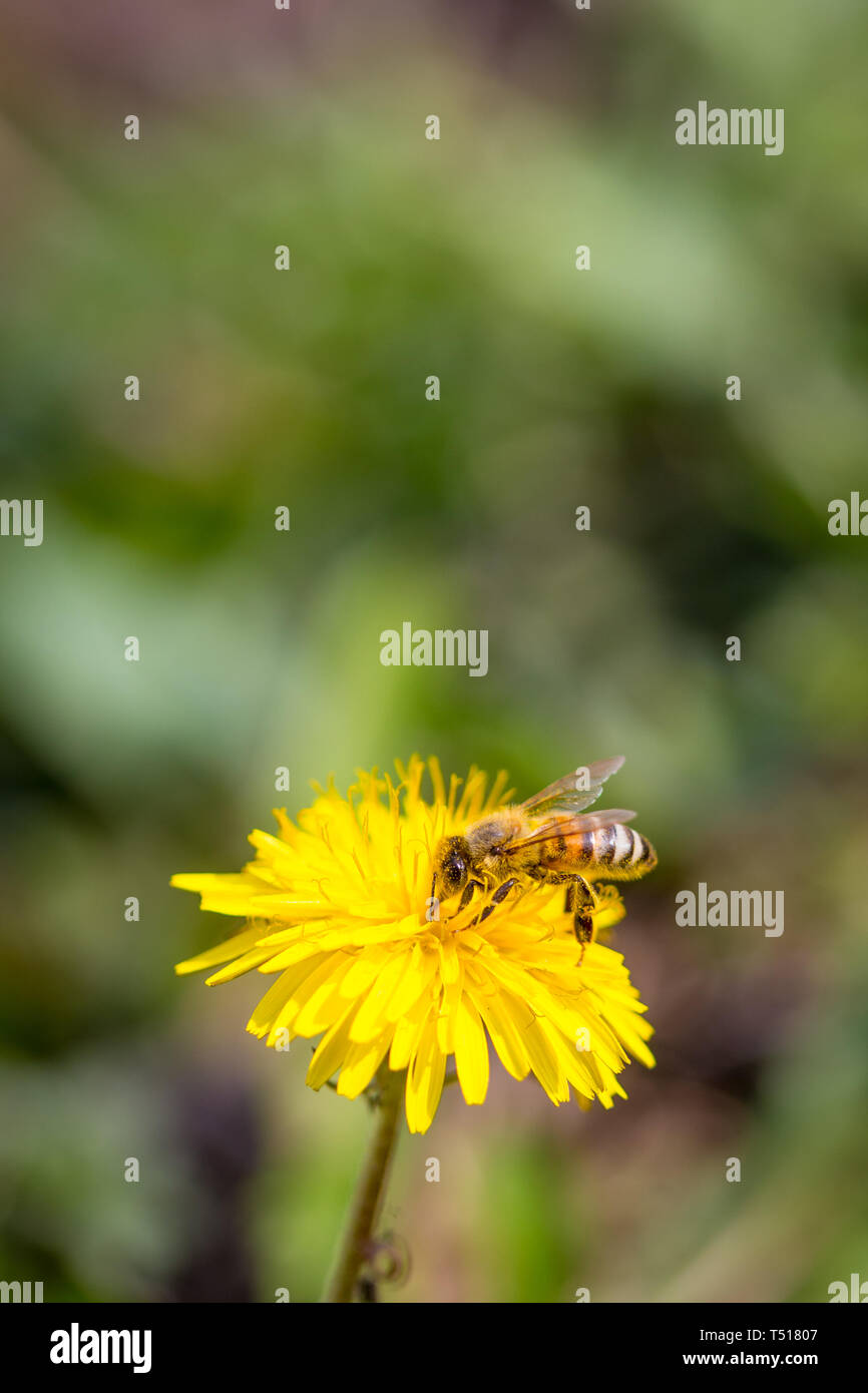 La collecte du pollen d'Abeille sur pissenlit fleur jaune vif. Taraxacum fleurs fleurs Banque D'Images