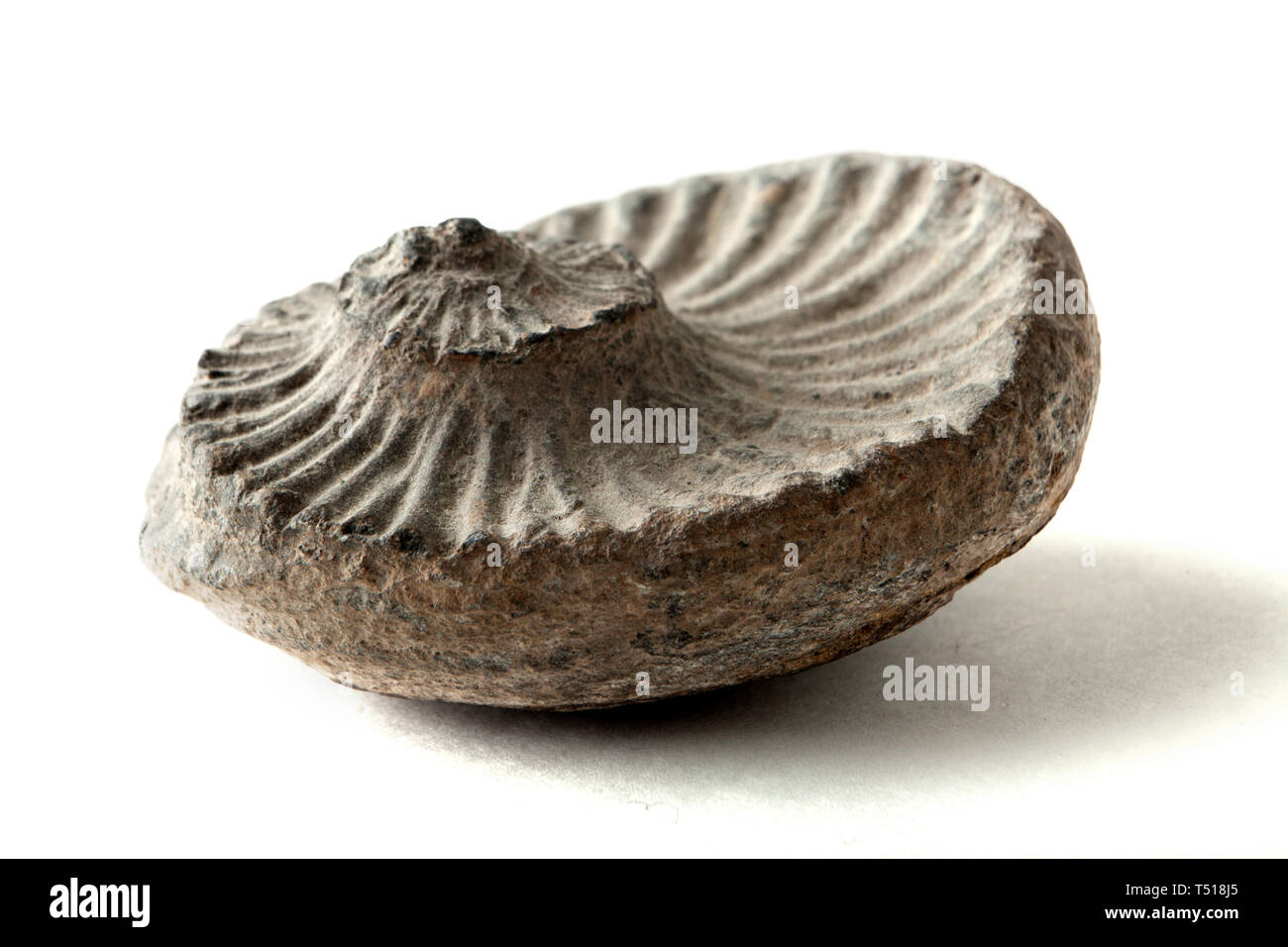 Fossiles Ammonite closeup Banque D'Images