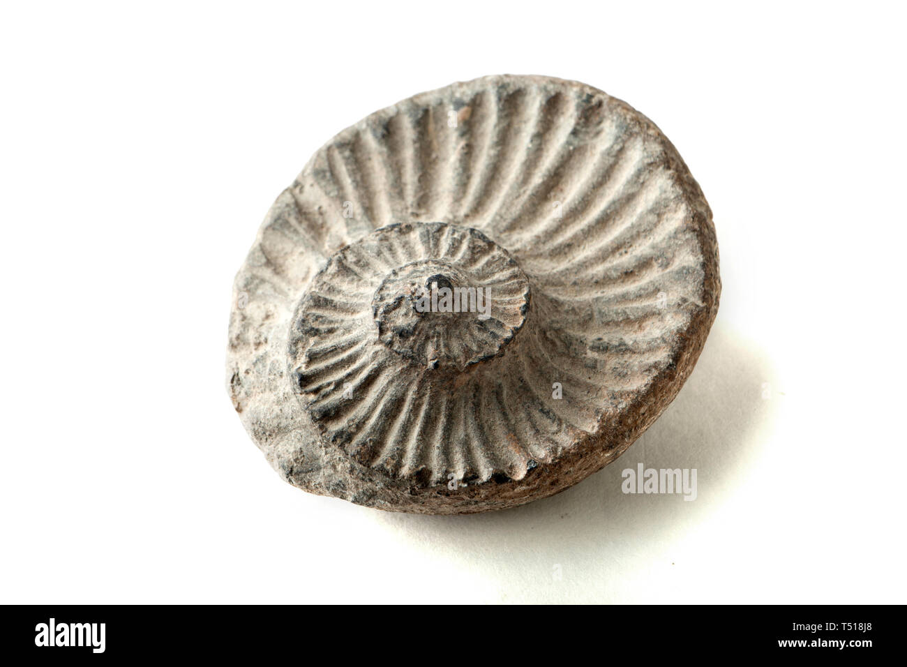 Fossiles Ammonite libre (avant) Banque D'Images