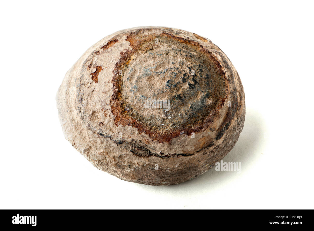 Fossiles Ammonite closeup (dessous) Banque D'Images