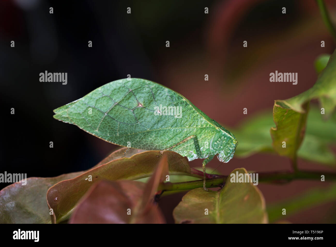 Le longicorne des sauterelles, Tettigoniidae dans Ma Da forêt, Viet Nam Banque D'Images