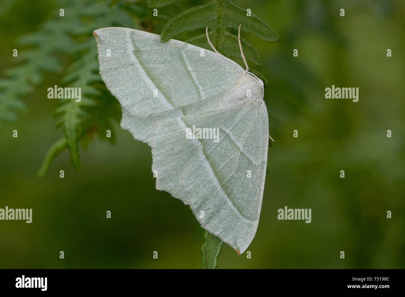 Light Emerald (Campaea margaritata) reposant sur une fougère à l'avant dans un bois de la Nouvelle-Galles du Sud Banque D'Images