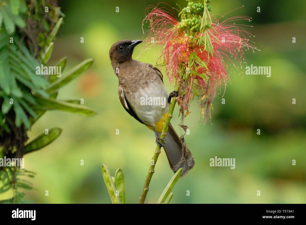 Bulbul des jardins (Pycnonotus barbatus commun) dans la forêt impénétrable de Bwindi, en Ouganda Banque D'Images