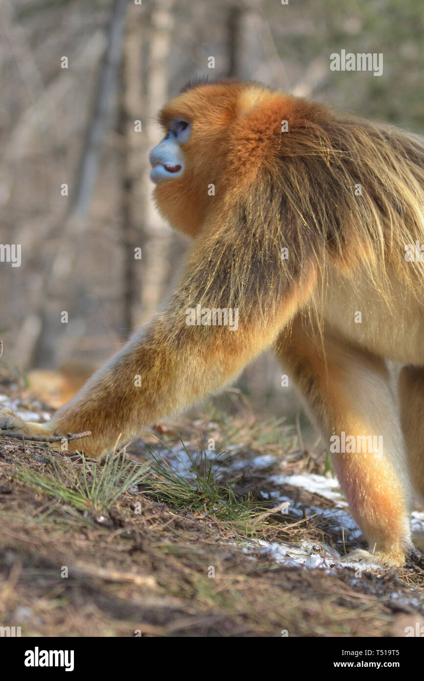 Mâle Golden snub-nosed (Rhinopithecus roxellana singes pour patrouiller son territoire dans les montagnes chinoises Banque D'Images