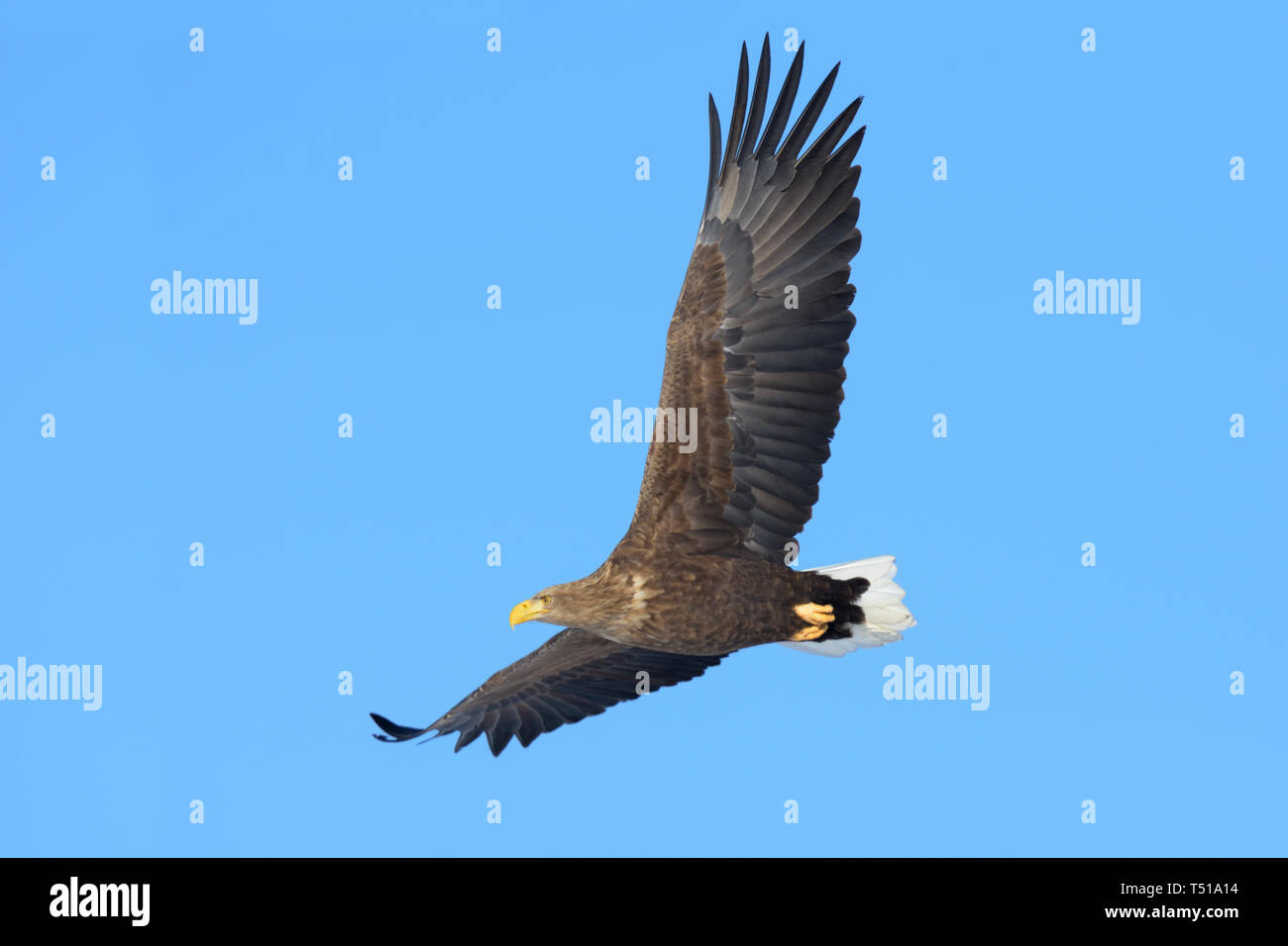 À queue blanche (Haliaeetus albicilla) volant au-dessus de l'île d'Hokkaido, Japon Banque D'Images