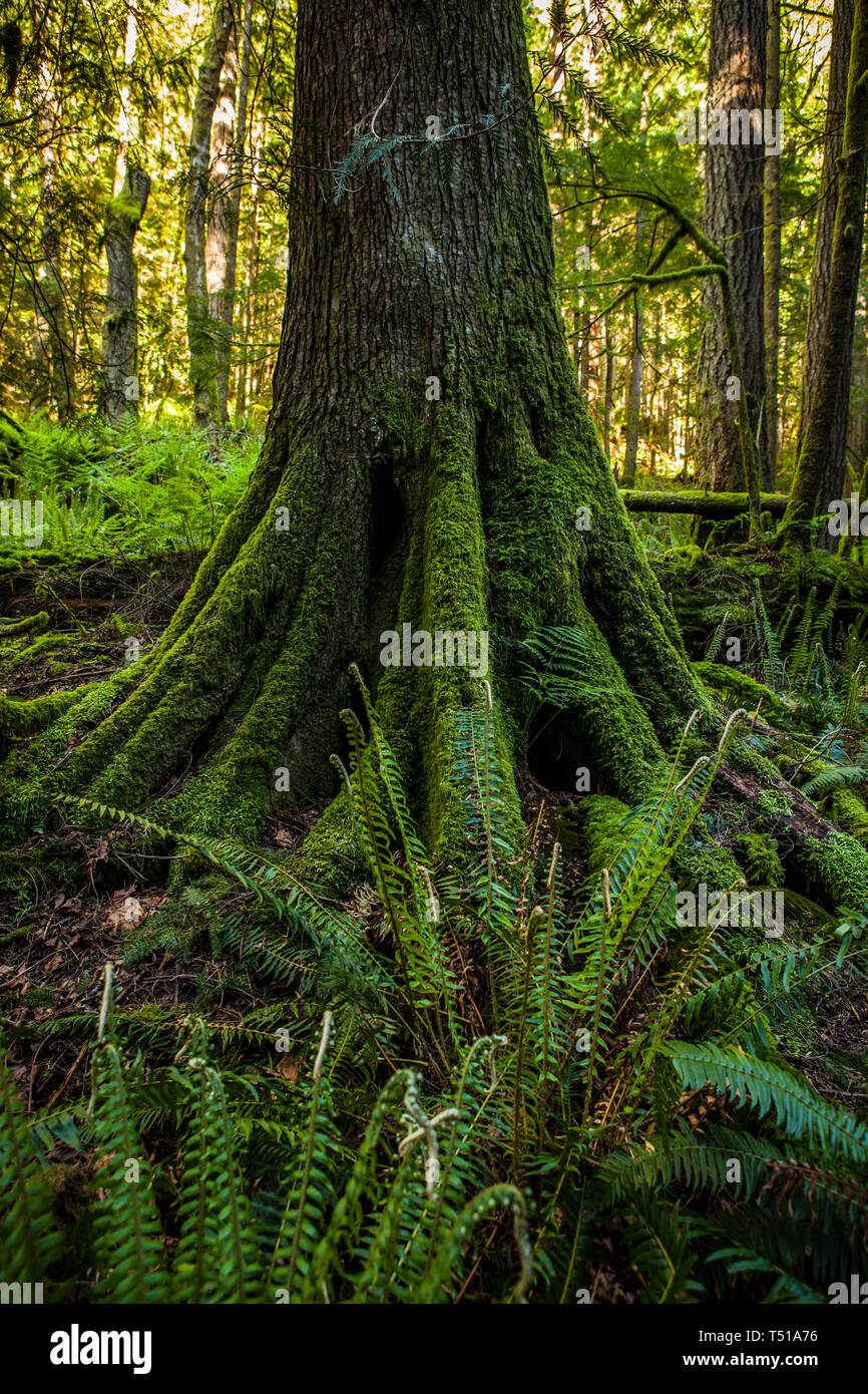 La base d'un tronc d'arbre couverts de mousse, des Cascades de Washington. Banque D'Images
