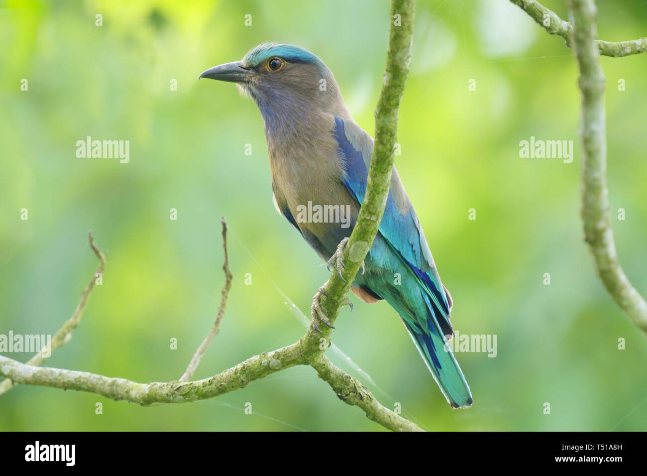 Rouleau (Coracias benghalensis indien) dans le parc national de Kaziranga Banque D'Images
