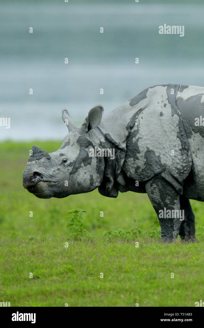 Grand Rhinocéros indien (Rhinoceros unicornis) Banque D'Images