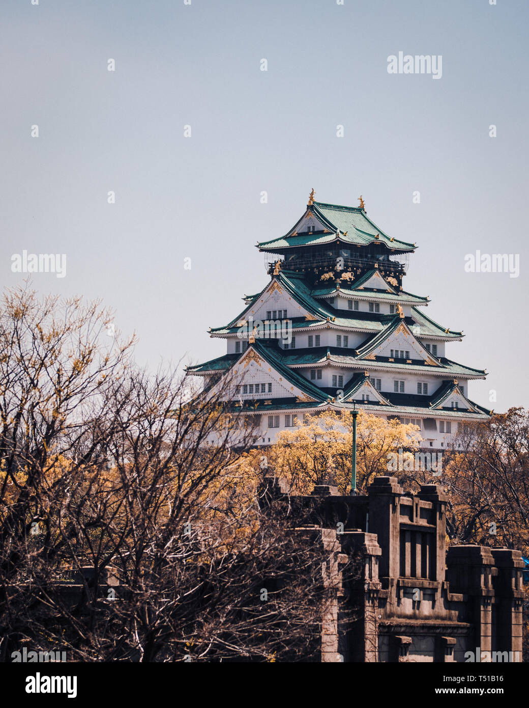 Le Château d'Osaka entouré d'arbres et de fleurs de cerisier du Japon Banque D'Images