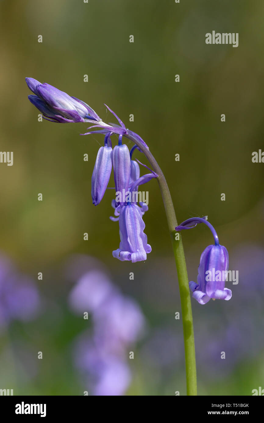 Close up of Native Bluebells prises à Whitchurch Firs, Warrington, Cheshire, Angleterre Banque D'Images