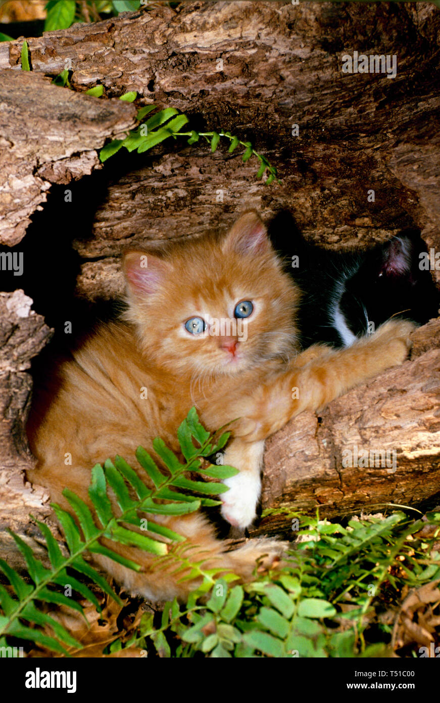 Tigre peluche chaton aux yeux bleus se trouve dans hollow log chez les fougères jouez avec un autre chaton, Missouri USA Banque D'Images