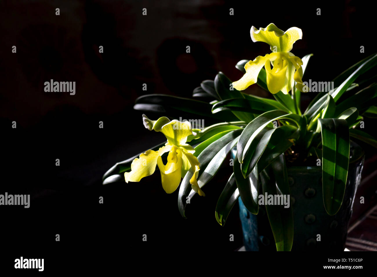 Fleurs orchidées sabot de Vénus ou orchidées Paphiopedilum sur le fond noir Banque D'Images