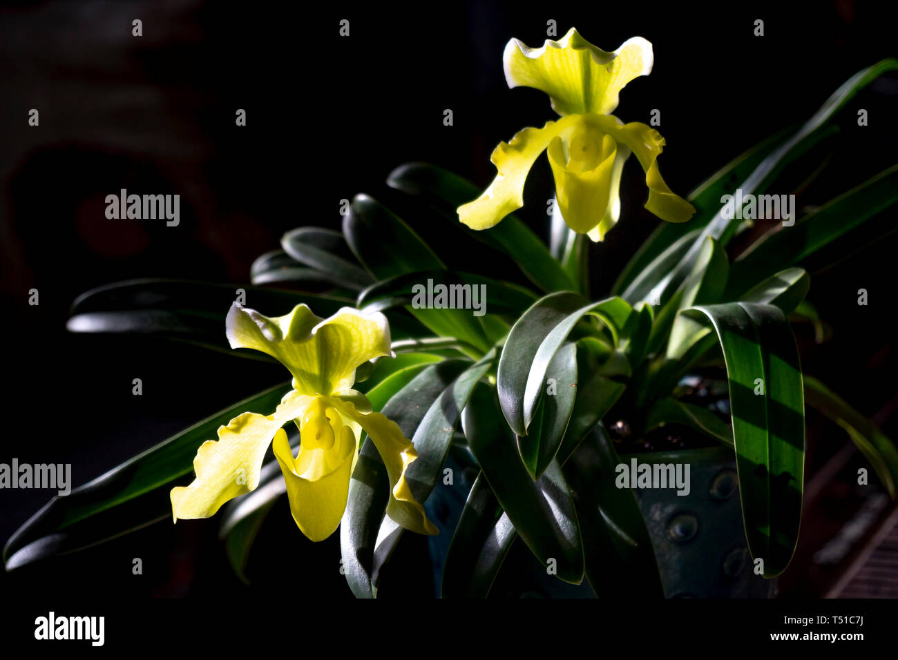 Fleurs orchidées sabot de Vénus ou orchidées Paphiopedilum sur le fond noir Banque D'Images