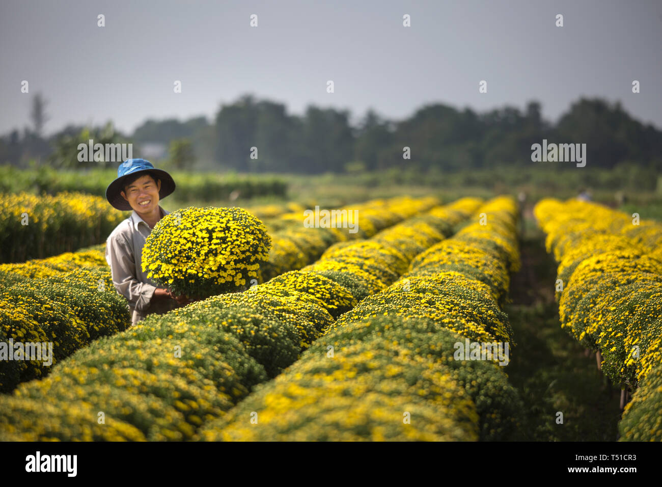 Sa Dec, ville de la province de Dong Thap, Viet Nam, 13 Janvier 2017 : Un agriculteur de l'ouest s'occupent des marguerites jaunes des arbres dans le jardin de Delta du Mékong. Banque D'Images