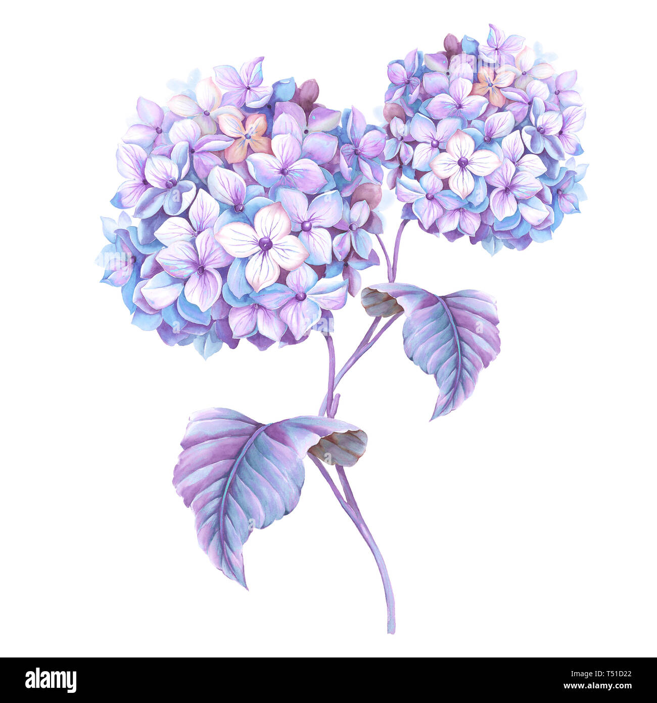 Aquarelle fleurs hortensia violet Banque D'Images