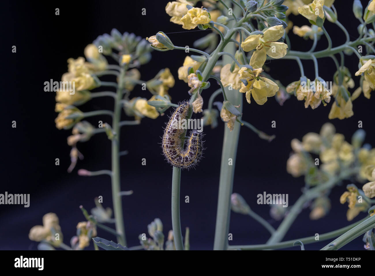 Papillon du chou brocoli vert sur caterpillar avec des fleurs jaunes sur fond noir, Close up Banque D'Images