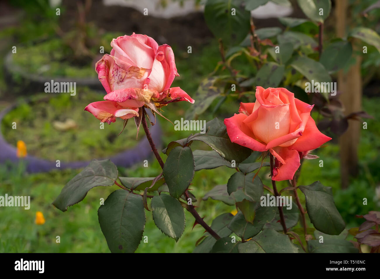 Close-up, les bourgeons de Scarlet, séchage de roses dans les parterres d'une maison privée à l'automne Banque D'Images