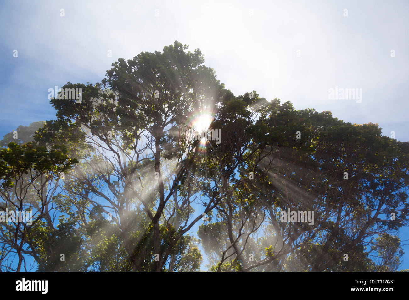 Le soleil qui brille à travers les arbres, tandis que quelques nuages glisser à travers la forêt tropicale créant un effet arc-en-ciel en raison de la réfraction de la lumière. Prise à Pihea Tr Banque D'Images