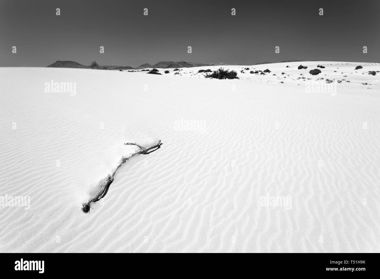 Une brindille dans les dunes de sable de Corralejo, Fuerteventura. Banque D'Images