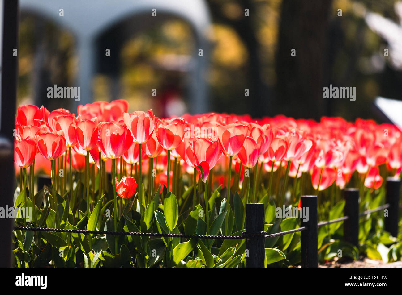 Des fleurs au centre mémorial de la paix à Hiroshima, Japon Banque D'Images