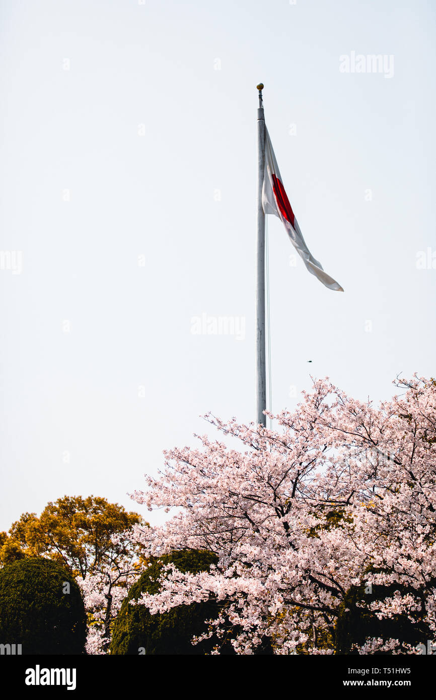 Mémorial de la paix à Hiroshima, Japon, tandis que la saison des cerisiers en fleur Banque D'Images
