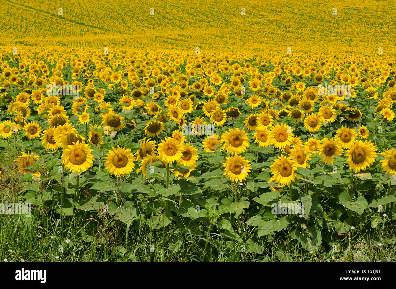 Beau paysage avec champ de tournesol plus nuageux ciel bleu Banque D'Images