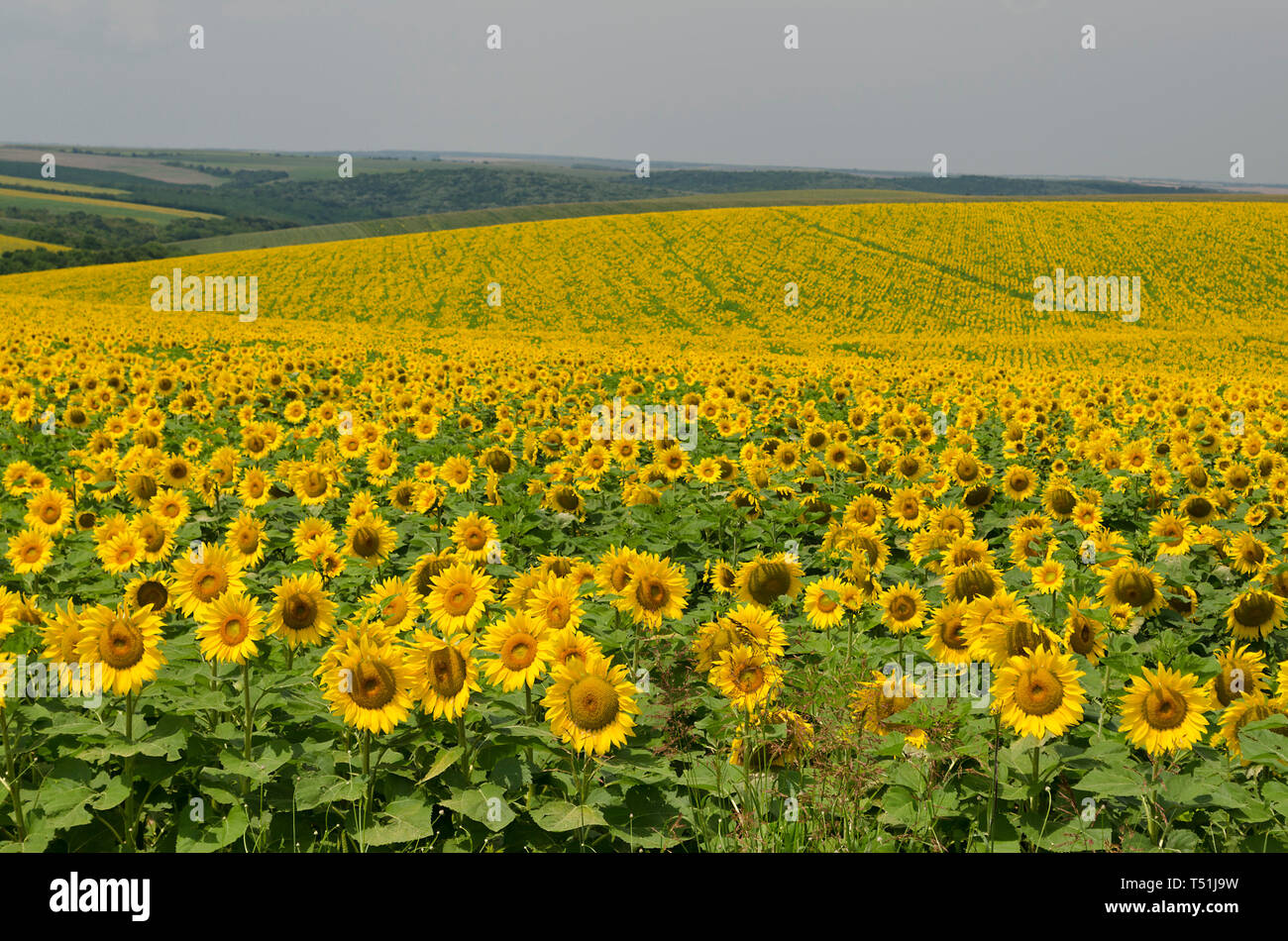 Beau paysage avec champ de tournesol plus nuageux ciel bleu Banque D'Images