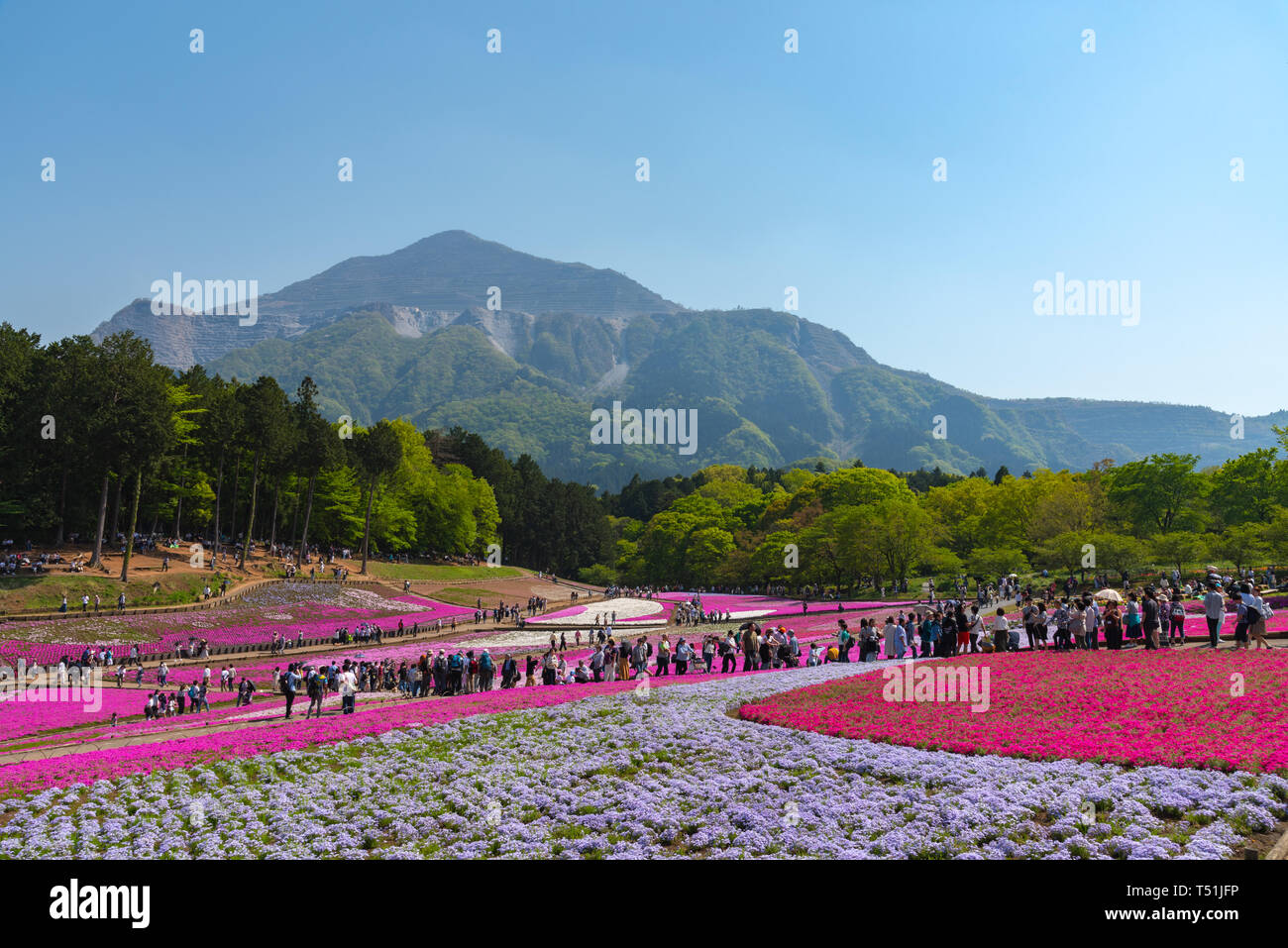 Avis de Rose (Shibazakura moss Phlox subulata), fleur à Hitsujiyama Park. Le festival Shibazakura dans Chichibu Saitama, Japon, ville Banque D'Images