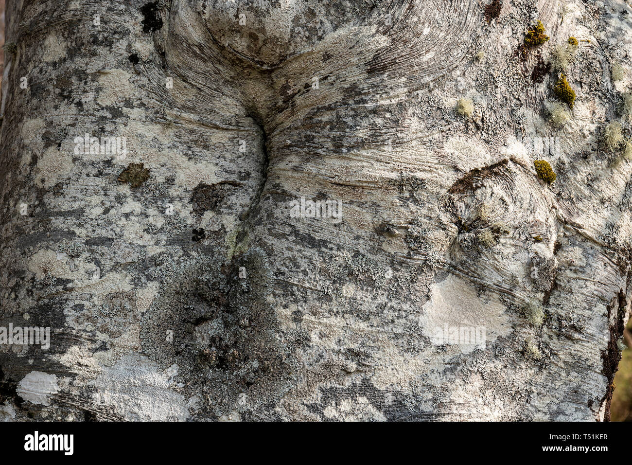 Libre de l'écorce des arbres. Banque D'Images