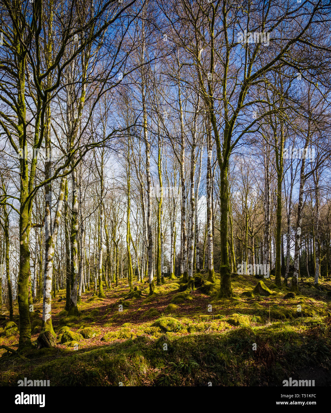 Bois de bouleau au printemps, Oban, Ecosse, Barcaldine. Banque D'Images