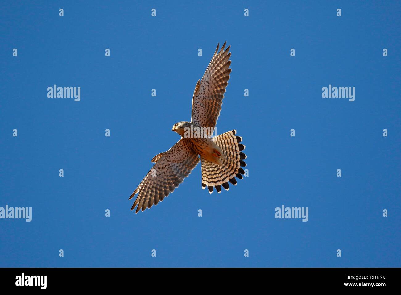 Commun Commun crécerelle (Falco tinnunculus) deltaplane, ciel bleu, Schleswig-Holstein, Allemagne Banque D'Images