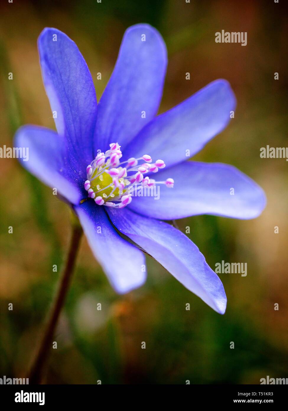 L'hépatique (Hepatica nobilis), oranger, Styrie, Autriche Banque D'Images