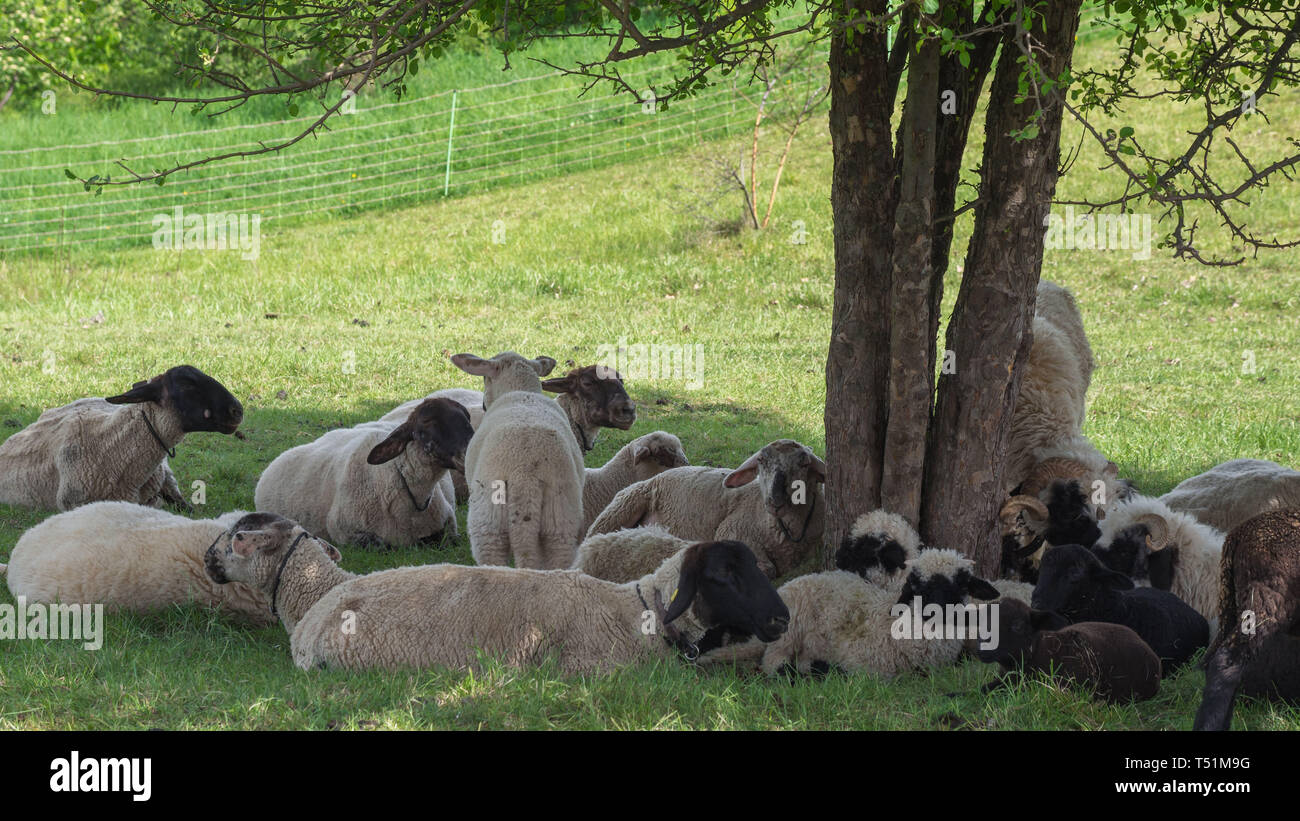 Les moutons au pâturage Banque D'Images