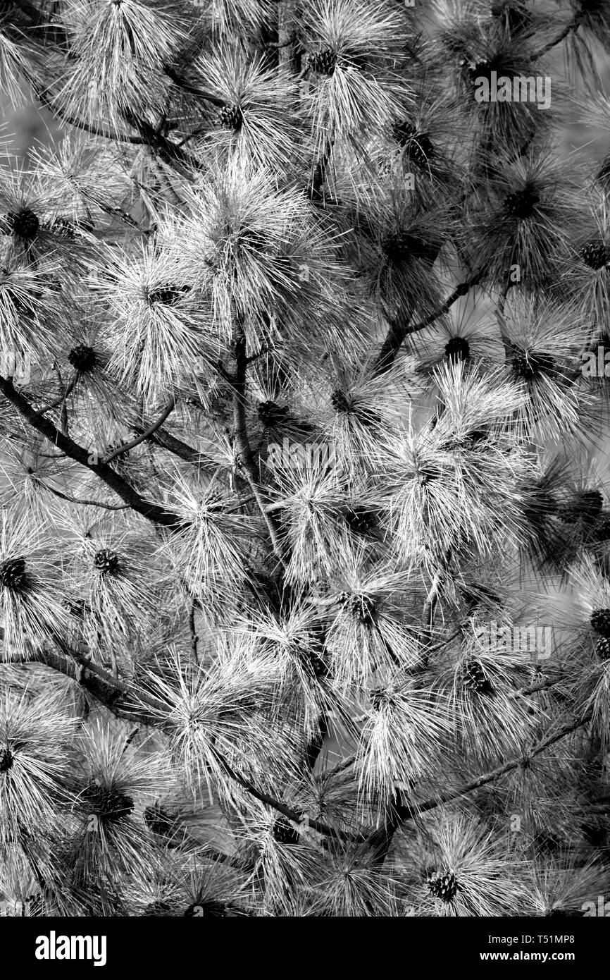 Une photographie en noir et blanc d'un pin blanc les aiguilles de pins qui a été prise dans le canyon du Fraser du Canada qui est une importante forme de terres du Fraser. Banque D'Images