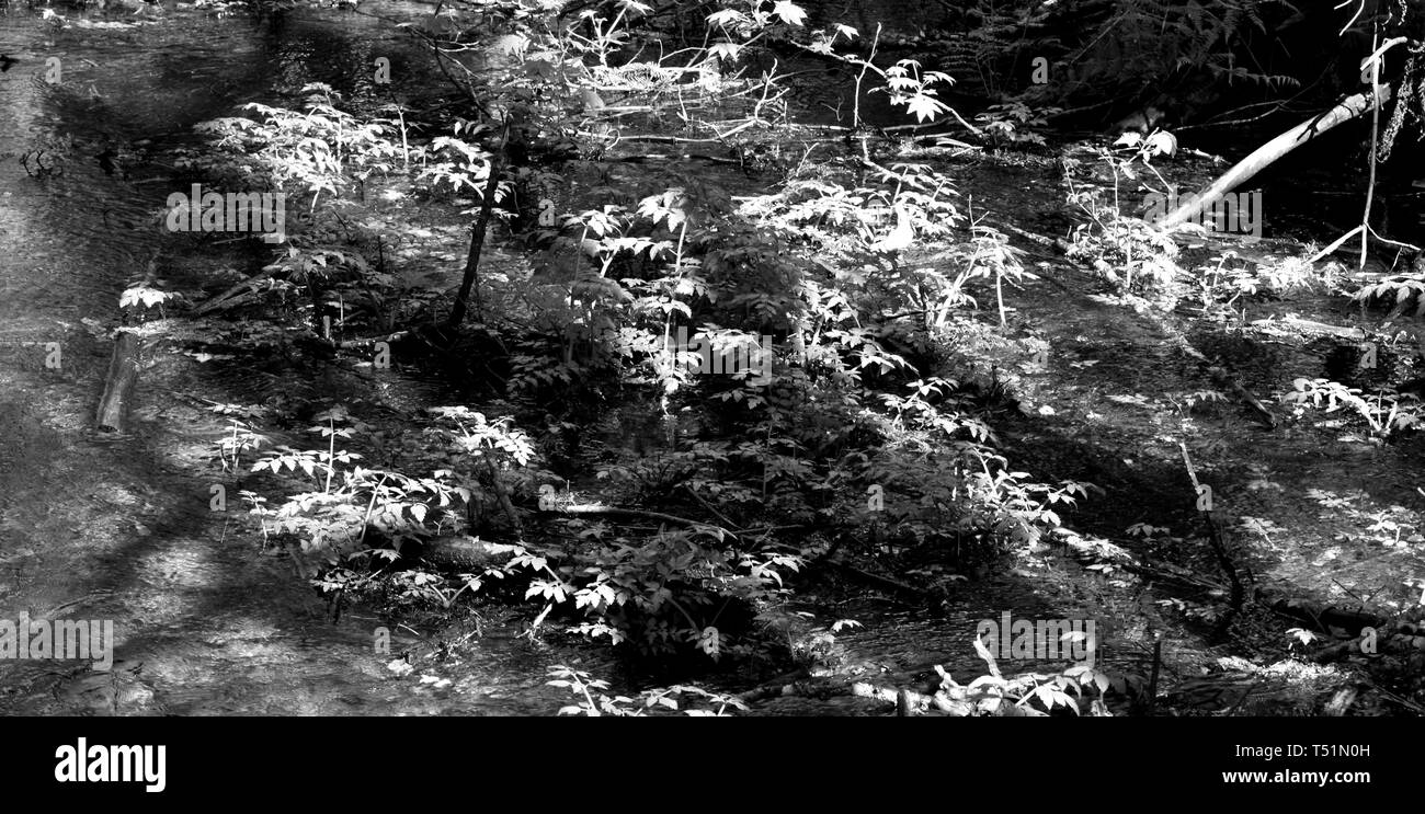 Une photographie en noir et blanc d'rainforest fougères dans les sentiers du parc du coho à Squamish, en Colombie-Britannique, Canada. Banque D'Images