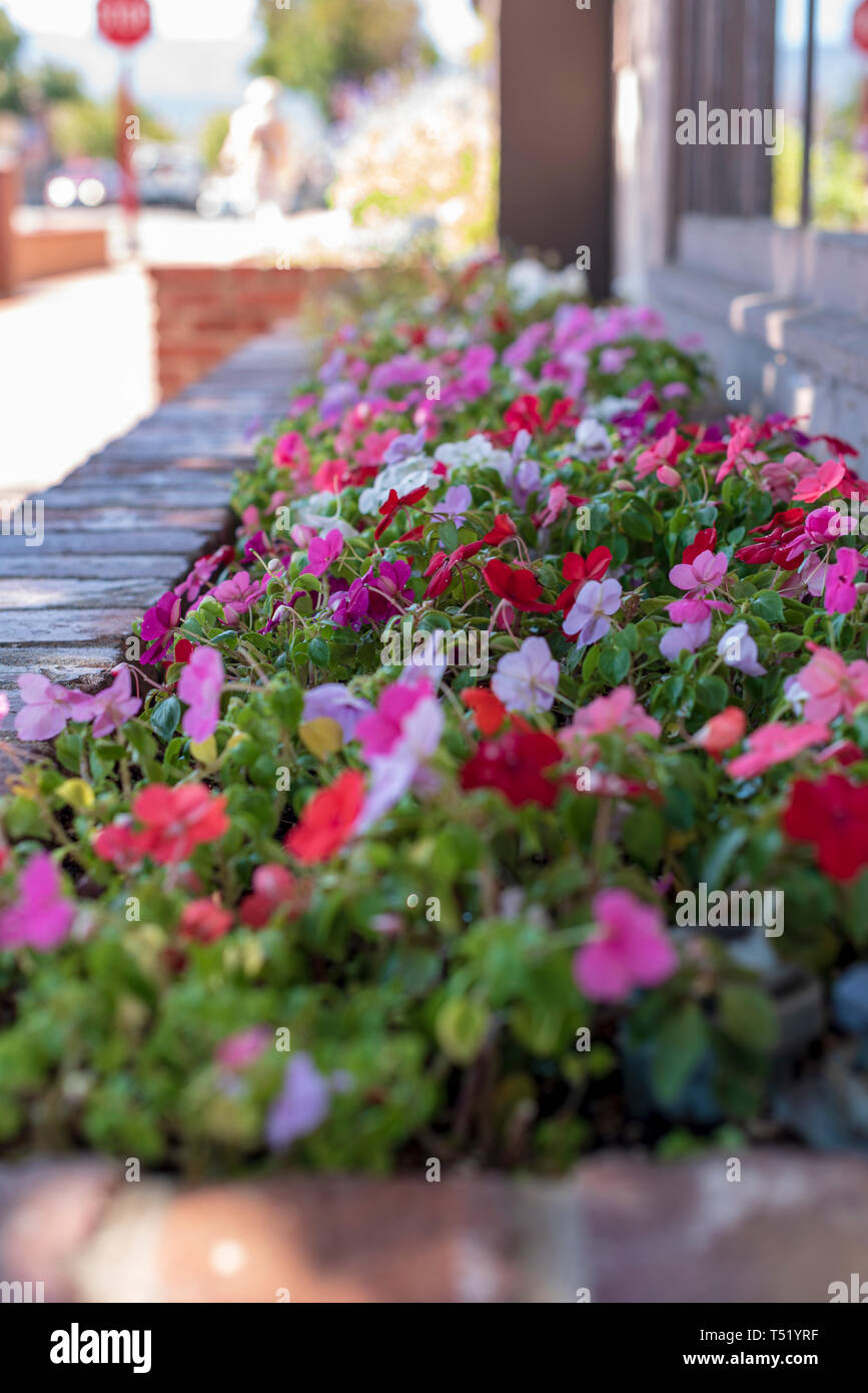 Planter Box trottoir avec des fleurs de printemps en fleurs, libre. Banque D'Images