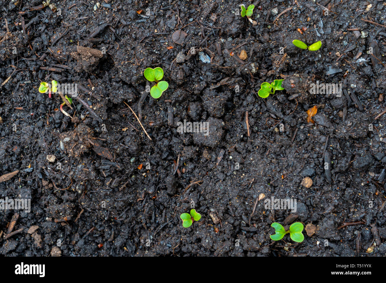 Les germes des semis de radis (tiges) de plus en plus du sol compost sombre dans un vrai jardin, au début du printemps. Feuillage vert et montre quelques tiges rouge. Banque D'Images