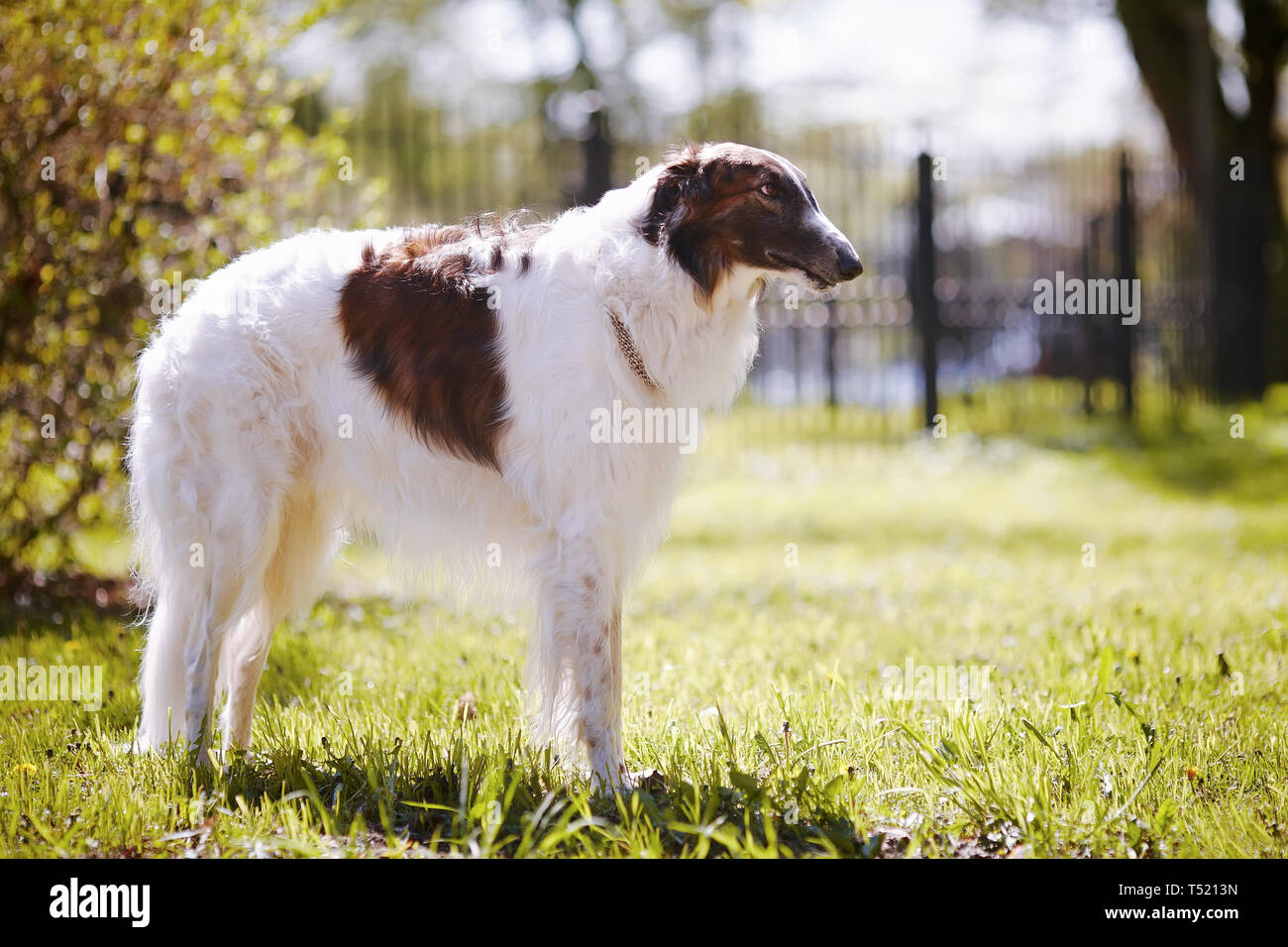 Chien De Chasse Barzoï Chien Blanc Avec Des Taches Chien
