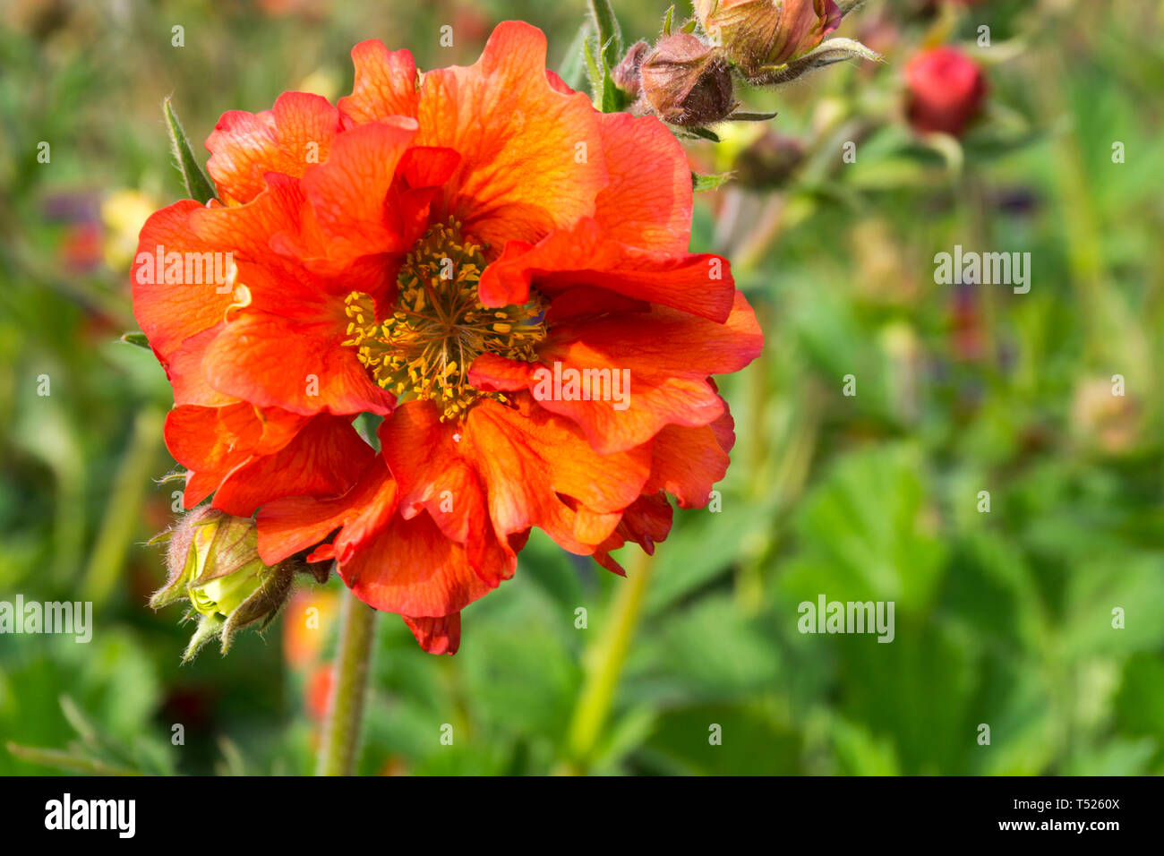 Avens Geum tempest écarlate Banque D'Images