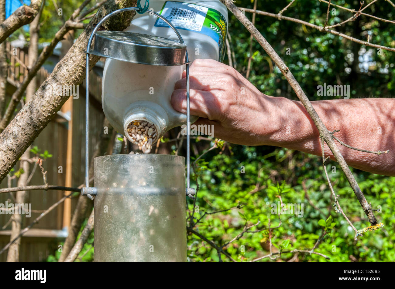 Femme d'un jardin de remplissage des graines d'oiseaux sauvages d'alimentation. Banque D'Images